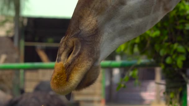 Bonne Mère Son Fils Regardant Nourrissant Girafe Dans Zoo Bonne — Video