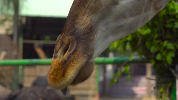 母と息子を見て 動物園でキリンを供給します 暖かい夏の日にサファリパークの動物を楽しんで幸せな家族 — ストック動画