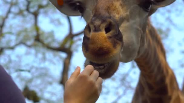 快乐的母亲和儿子在动物园里观看和喂养长颈鹿 愉快的家庭有乐趣与动物在野生动物园在温暖的夏天天 — 图库视频影像