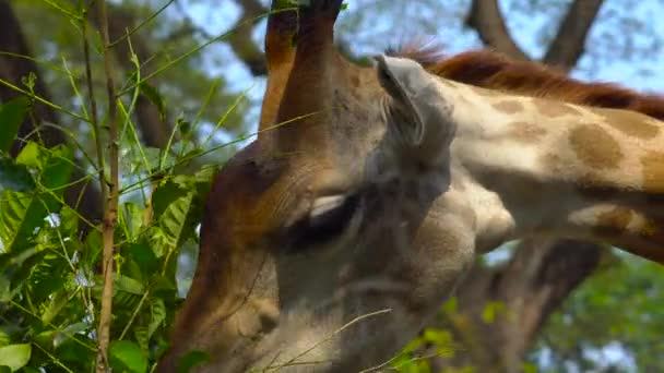 Cute Giraffe Eating Green Leaves Daytime — Stock Video