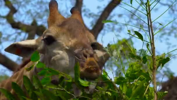 Милый Жираф Ест Зеленые Листья Днем — стоковое видео