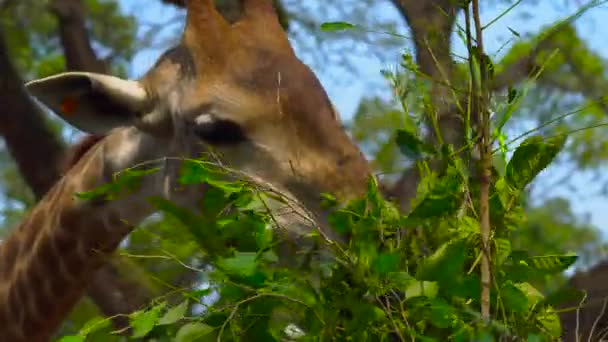 Cute Giraffe Eating Green Leaves Daytime — Stock Video