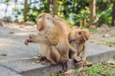 Macaca maymunlar, Phuket, Tayland en yüksek tepe üzerinde Khao Toh Sae bakış açısı.
