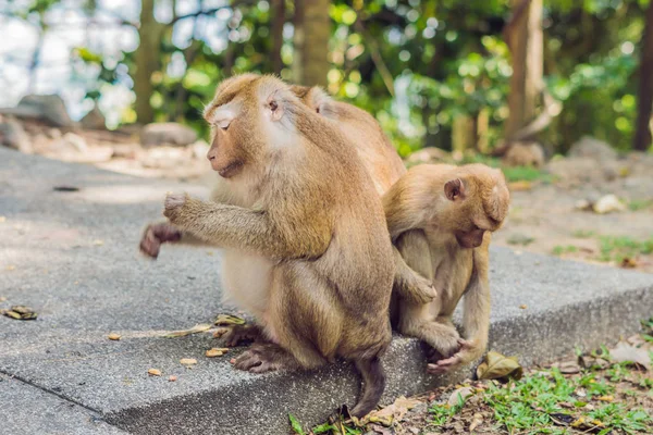 Monos Macaca Mirador Khao Toh Sae Colina Más Alta Phuket —  Fotos de Stock