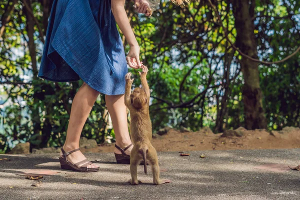 若い女性とナッツの動物園で猿を給餌 — ストック写真