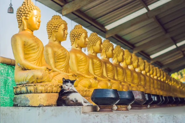 De kat zit op de achtergrond van boeddhabeelden, gezicht van goud Boeddha, Thailand, Asia — Stockfoto