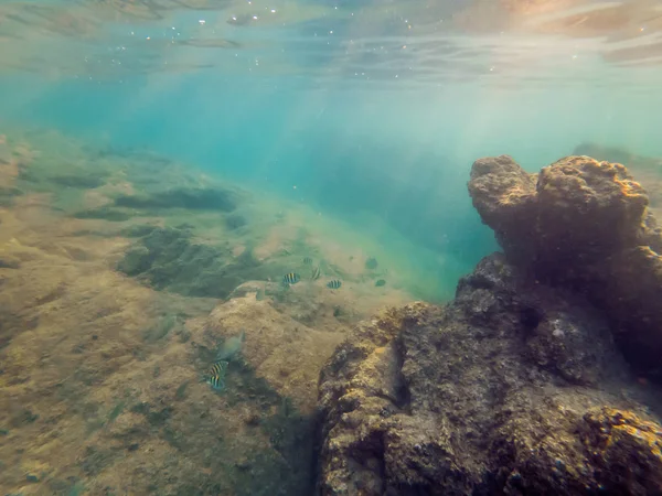 Underwater Landscape Background Corals Fish — Stock Photo, Image