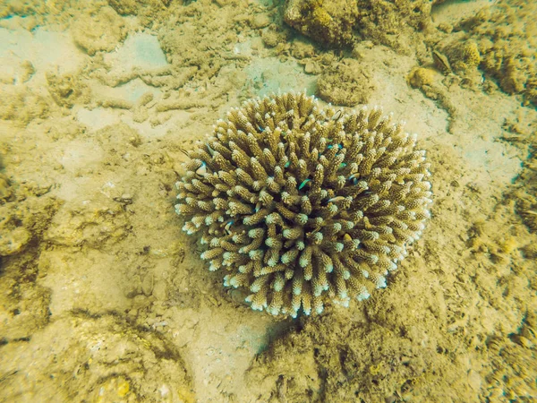 Underbar Och Vacker Undervattensvärld Med Koraller Och Tropiska Fiskar — Stockfoto