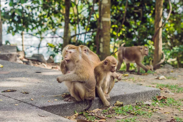 Macaca Monkeys Khao Toh Sae Viewpoint Highest Hill Phuket Thailand — Stock Photo, Image
