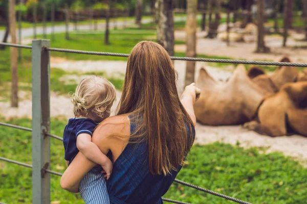 母と息子を見て、動物園のラクダ — ストック写真