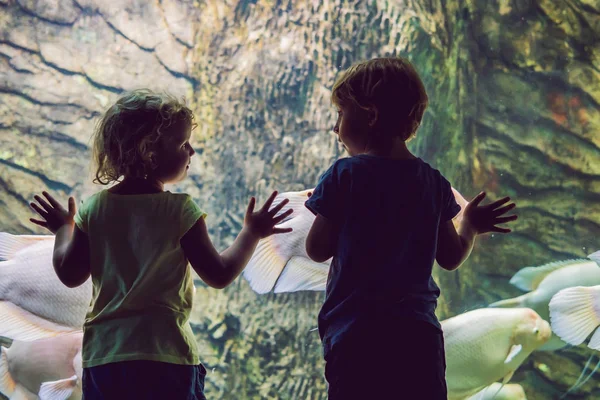 Niño y niña viendo peces de coral tropical en un gran tanque de vida marina. Niños en el acuario del zoológico — Foto de Stock