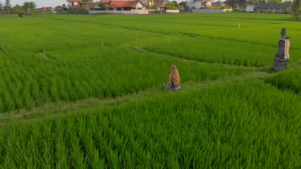 Εναέρια λήψη μιας γυναίκας που διαλογίζεται σε ένα υπέροχο χωράφι ρυζιού κατά τη διάρκεια της ανατολής-δύσης — Αρχείο Βίντεο
