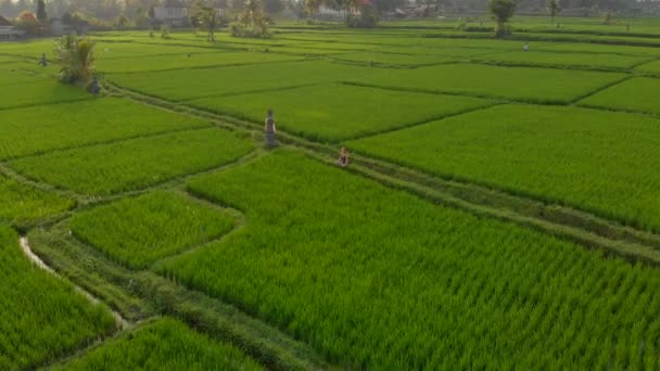Tiro aéreo de uma mulher meditando em um maravilhoso campo de arroz durante o pôr-do-sol — Vídeo de Stock