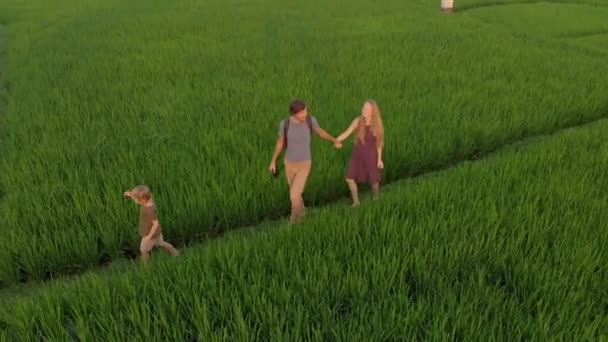 Luchtfoto van een gelukkige familie toeristen wandelen door een prachtig rijstveld en het ontmoeten van de zonsondergang. Reizen naar Azië concept. Reis naar Bali concept — Stockvideo