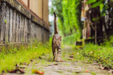 Dar bir sokakta yürüyen sevimli kedi Ubud.