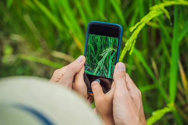 Papa et fils identifient les plantes à l'aide de l'application sur un smartphone. réalité augmentée — Photo