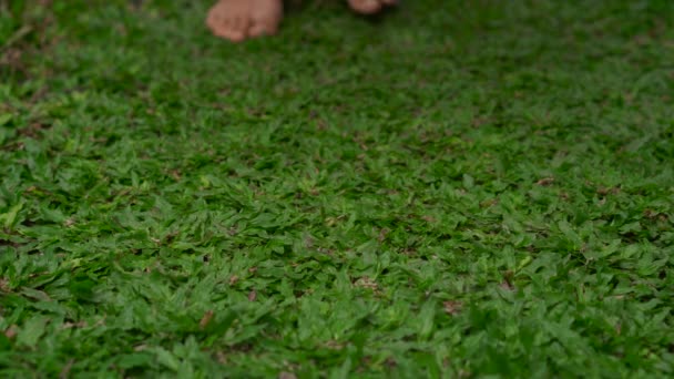 Çevre dostu ürün ambalaj konsepti. Sebzeler bir muz yaprağı sarılmış, plastik bir torba alternatif olarak. Sıfır atık kavramı. Alternatif ambalaj — Stok video