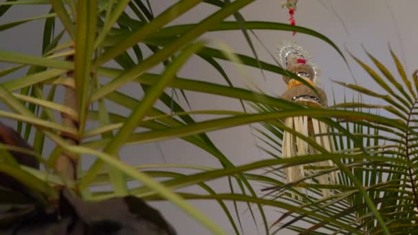 Steadicam在巴里那斯家门口拍了一些装饰品来庆祝Galungan节。 巴厘概念的文化生活 — 图库视频影像