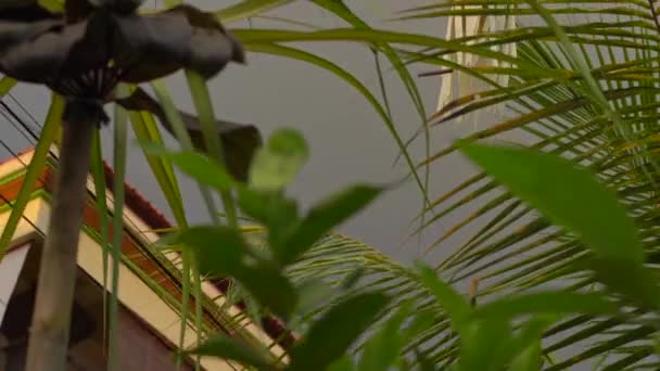 Galungan tatilini kutlamak için bale binasının girişinde çekilen düzenli bir süsleme. Bali kavramının kültürel hayatı — Stok video