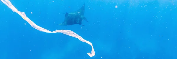 Manta ray and trash floats in the blue water of the ocean BANNER, LONG FORMAT