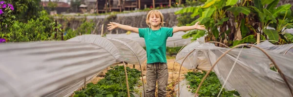 BANNER, LONG FORMAT Strawberry plantation in Bali in the Bedugul area. Happy cute kid boy picking and eating strawberries on organic bio berry farm in summer, on warm sunny day. Harvest fields — Stockfoto