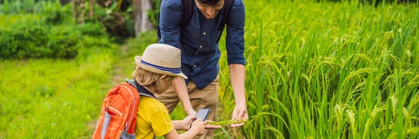 Dad and son identify plants using the application on a smartphone. augmented reality BANNER, LONG FORMAT
