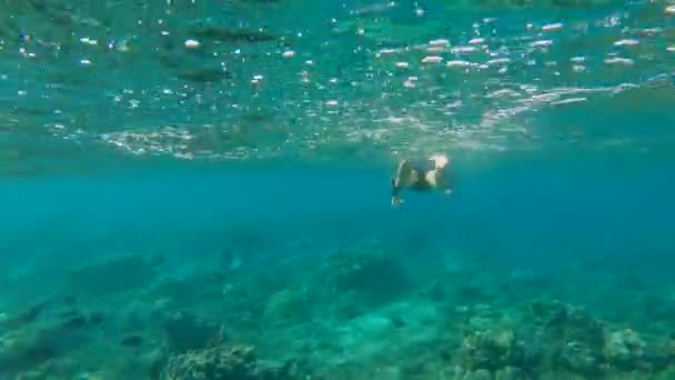Petit garçon actif plongeant en apnée dans l'eau claire de l'océan entouré d'un récif corallien et de nombreux poissons tropicaux — Video