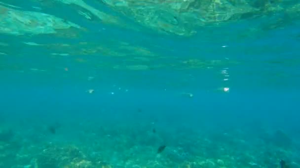 Filmagem em câmara lenta de um belo recife de coral com muitos peixes tropicais — Vídeo de Stock