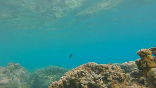 Slowmotion shot of a beautiful coral reef with lots of tropical fishes — Stock Video