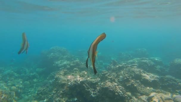 Filmagem em câmara lenta de um belo recife de coral com muitos peixes tropicais — Vídeo de Stock