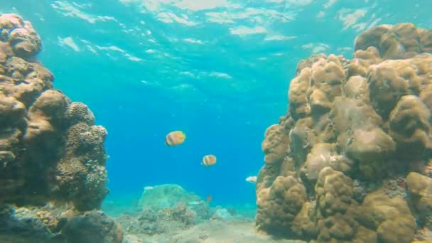 Langzame opname van een jonge man die snorkelt tussen koralen in helder blauw water omringd door veel tropische vissen — Stockvideo