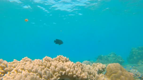 Slowmotion shot of a beautiful coral reef with lots of tropical fishes — Stock Video