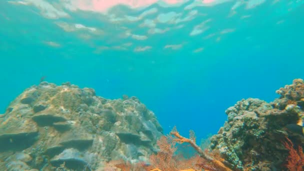 Fotografía en cámara lenta de un hermoso arrecife de coral con muchos peces tropicales — Vídeos de Stock