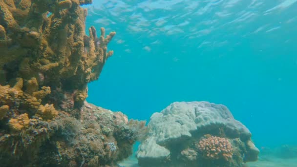 Filmagem em câmera lenta de um jovem snorkel entre corais em águas azuis claras cercado por muitos peixes tropicais — Vídeo de Stock