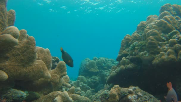 Filmagem em câmara lenta de um belo recife de coral com muitos peixes tropicais — Vídeo de Stock