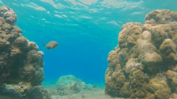 Bir sürü tropikal balığın olduğu güzel bir mercan resifinin yavaş çekimi. — Stok video