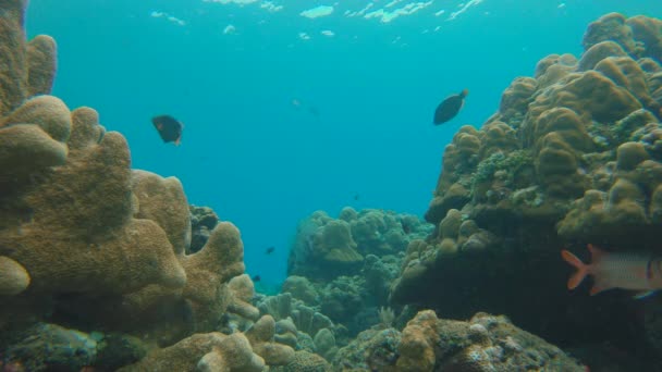 Spowolnione ujęcie pięknej rafy koralowej z mnóstwem tropikalnych ryb — Wideo stockowe