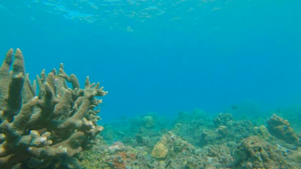 Filmagem em câmara lenta de um belo recife de coral com muitos peixes tropicais — Vídeo de Stock