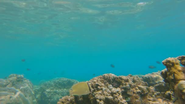 Fotografía en cámara lenta de un hermoso arrecife de coral con muchos peces tropicales — Vídeos de Stock