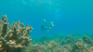 Genç bir adamın, bir sürü tropikal balıkla çevrili berrak mavi sularda şnorkelle dalışının yavaş çekimi.