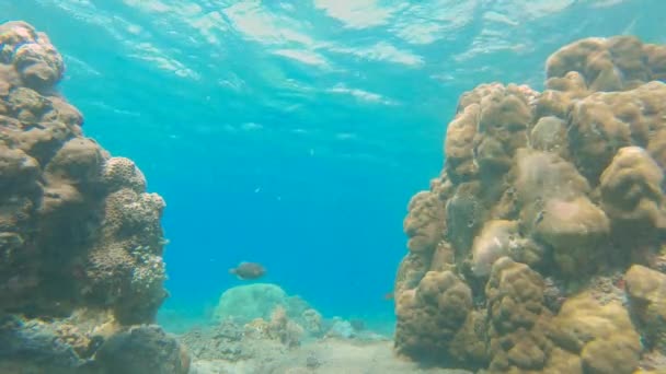 Slowmotion shot of a young man snorkeling among corals in clear blue water surrounded by lots of tropical fishes — Stock Video