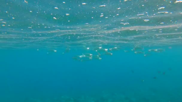 Fotografía en cámara lenta de un hermoso arrecife de coral con muchos peces tropicales — Vídeos de Stock