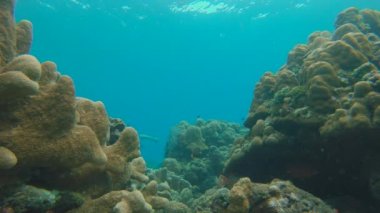 Genç bir adamın, bir sürü tropikal balıkla çevrili berrak mavi sularda şnorkelle dalışının yavaş çekimi.