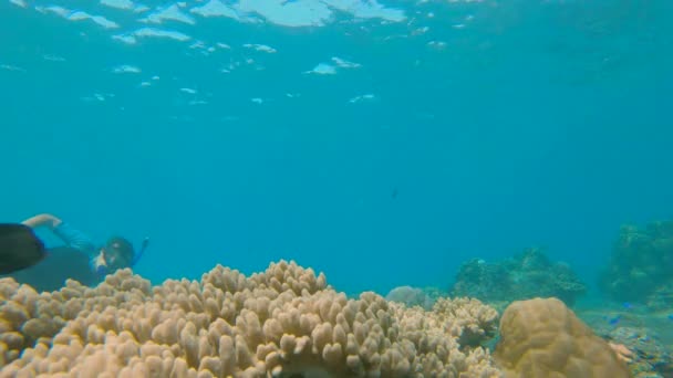 Slowmotion πλάνο ενός νεαρού άνδρα snorkeling μεταξύ των κοραλλιών σε καθαρό μπλε νερό που περιβάλλεται από πολλά τροπικά ψάρια — Αρχείο Βίντεο