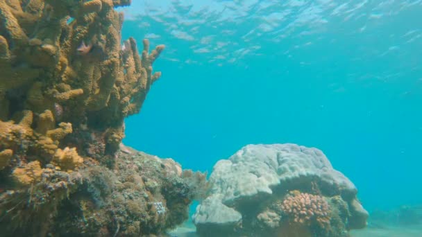Bir sürü tropikal balığın olduğu güzel bir mercan resifinin yavaş çekimi. — Stok video