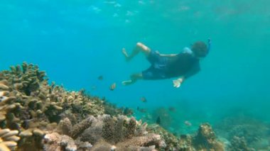 Genç erkekler, mavi okyanusta rengarenk balıklar ve deniz yaşamlarıyla sualtı mercan resiflerini araştırarak şnorkelle yüzerler. Yavaş çekim.