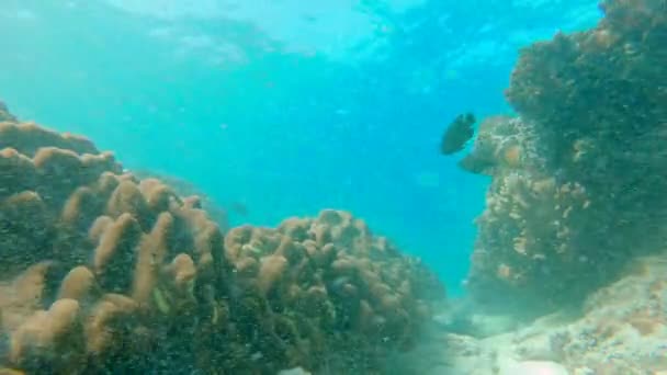Подводная жизнь. Много тропических рыб на коралловом рифе. Слоумоушн — стоковое видео