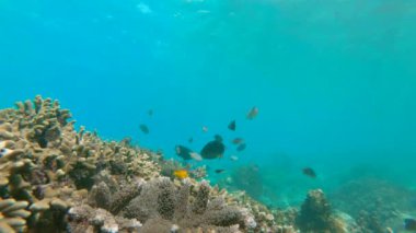 Su altı yaşamı. Mercan resiflerinde bir sürü tropikal balık var. Yavaş çekim.