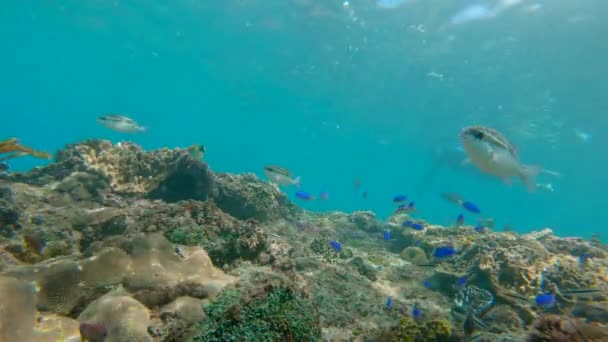 Vida submarina. Muchos peces tropicales en un arrecife de coral. Disparo en cámara lenta — Vídeos de Stock