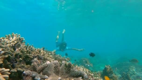 Homens jovens snorkeling explorando paisagem recife de coral subaquático no oceano azul profundo com peixes coloridos e vida marinha. Tiro em câmara lenta — Vídeo de Stock